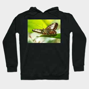 Butterfly on a Leaf Hoodie